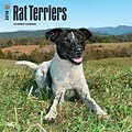 Rat Terriers 2018 12 x 12 Inch Square Wall Calendar