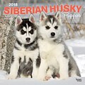 Siberian Husky Puppies 2018 12 x 12 Inch Square Wall Calendar