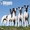 Whippets 2018 12 x 12 Inch Square Wall Calendar