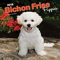 Bichon Frise Puppies 2018 12 x 12 Inch Square Wall Calendar