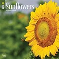 Sunflowers 2018 12 x 12 Inch Monthly Square Wall Calendar