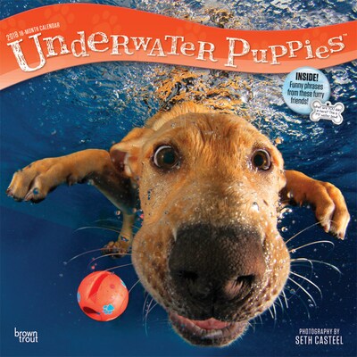 Underwater Puppies 2018 12 x 12 Inch Monthly Square Wall Calendar