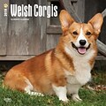 Welsh Corgis 2018 12 x 12 Inch Square Wall Calendar