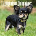 Longhaired Chihuahuas 2018 12 x 12 Inch Square Wall Calendar