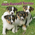 Jack Russell Terrier Puppies 2018 12 x 12 Inch Square Wall Calendar