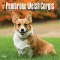 Pembroke Welsh Corgis 2018 12 x 12 Inch Square Wall Calendar