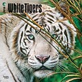 White Tigers 2018 12 x 12 Inch Square Wall Calendar