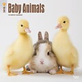 Baby Animals 2018 12 x 12 Inch Square Wall Calendar