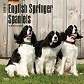 English Springer Spaniels 2018 12 x 12 Inch Square Wall Calendar