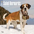 Saint Bernards 2018 12 x 12 Inch Square Wall Calendar