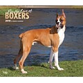 For the Love of Boxers 2018 Deluxe Wall Calendar with Foil Stamped Cover
