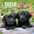 Black Labrador Retriever Puppies 2018 Mini 7 x 7 Inch Wall Calendar