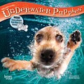 Underwater Puppies 2018 7 x 7 Inch Monthly Mini Wall Calendar