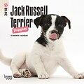 Jack Russell Terrier Puppies 2018 Mini 7 x 7 Inch Wall Calendar
