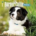 Border Collie Puppies 2018 Mini 7 x 7 Inch Wall Calendar