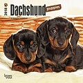 Dachshund Puppies 2018 Mini 7 x 7 Inch Wall Calendar