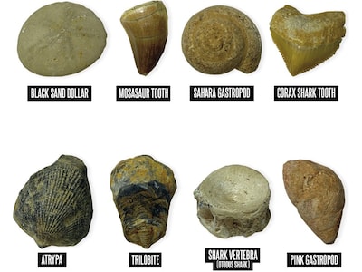 Educational Insights GeoSafari Fossil Excavation Kit, Assorted Colors (5340)
