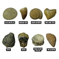Educational Insights GeoSafari Fossil Excavation Kit, Assorted Colors (5340)