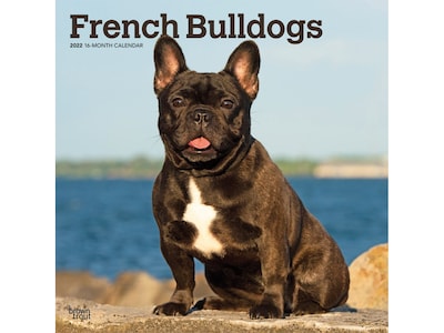 2022 BrownTrout 12 x 12 Monthly Calendar, French Bulldogs, Multicolor (9781975444075)
