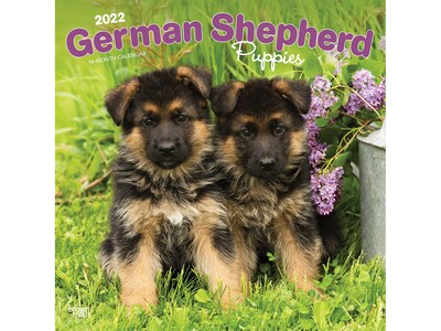 2022 BrownTrout 12 x 12 Monthly Calendar, German Shepherd Puppies, Multicolor (9781975444563)