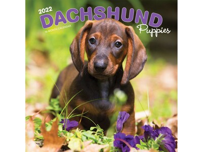2022 BrownTrout 12 x 12 Monthly Calendar, Dachshund Puppies, Multicolor (9781975443047)