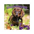 2022 BrownTrout 12 x 12 Monthly Calendar, Dachshund Puppies, Multicolor (9781975443047)