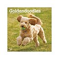 2022 BrownTrout 12 x 12 Monthly Calendar, Goldendoodles, Multicolor (9781975443092)