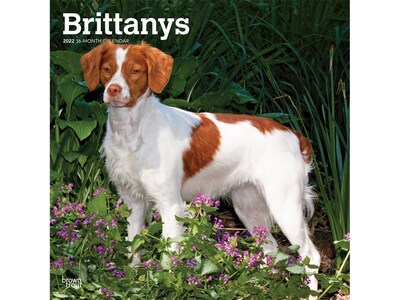 2022 BrownTrout 12 x 12 Monthly Calendar, Brittanys, Multicolor (9781975442996)