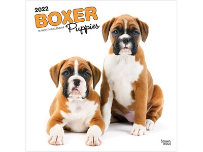 2022 BrownTrout 12 x 12 Monthly Calendar, Boxer Puppies, Multicolor (9781975444549)