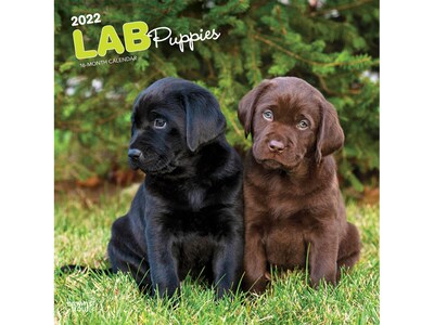 2022 BrownTrout 12 x 12 Monthly Calendar, Lab Puppies, Multicolor (9781975444631)