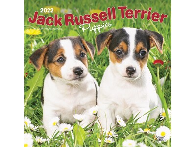 2022 BrownTrout 12 x 12 Monthly Calendar, Jack Russell Terrier Puppies, Multicolor (9781975443337)