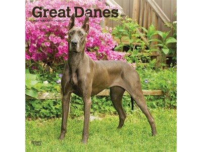 2022 BrownTrout 12 x 12 Monthly Calendar, Great Danes, Multicolor (9781975443108)