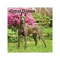 2022 BrownTrout 12 x 12 Monthly Calendar, Great Danes, Multicolor (9781975443108)