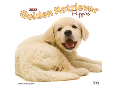 2022 BrownTrout 12 x 12 Monthly Calendar, Golden Retriever Puppies, Multicolor (9781975441302)