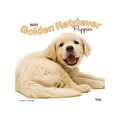 2022 BrownTrout 12 x 12 Monthly Calendar, Golden Retriever Puppies, Multicolor (9781975441302)