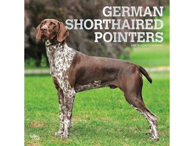 2022 BrownTrout 12 x 12 Monthly Calendar, German Shorthaired Pointers, Multicolor (9781975443085)