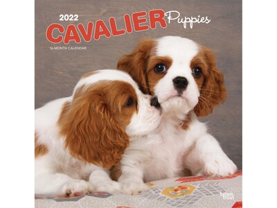 2022 BrownTrout 12 x 12 Monthly Calendar, Cavalier King Charles Spaniel Puppies, Multicolor (9781975444556)