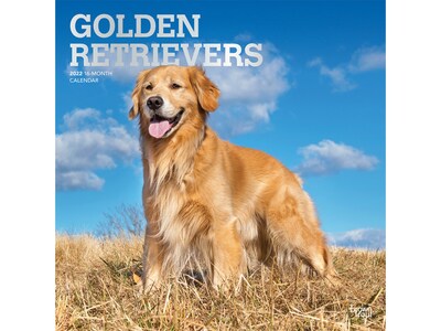 2022 BrownTrout 12 x 12 Monthly Calendar, Golden Retrievers, Multicolor (9781975441319)