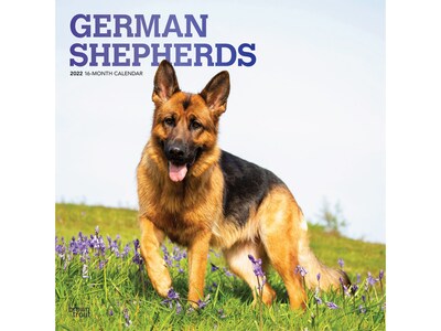 2022 BrownTrout 12 x 12 Monthly Calendar, German Shepherds, Multicolor (9781975441289)