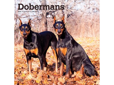 2022 BrownTrout 12 x 12 Monthly Calendar, Dobermans, Multicolor (9781975443061)