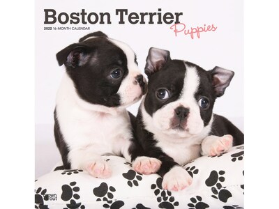 2022 BrownTrout 12 x 12 Monthly Calendar, Boston Terrier Puppies, Multicolor (9781975442972)