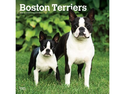 2022 BrownTrout 12 x 12 Monthly Calendar, Boston Terriers, Multicolor (9781975442989)