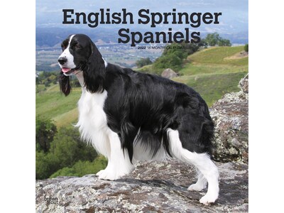 2022 BrownTrout 12 x 12 Monthly Calendar, English Springer Spaniels, Multicolor (9781975443078)