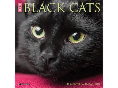 2022 Willow Creek Just Black Cats 7 x 7 Academic Monthly Mini Wall Calendar (20760)