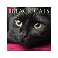 2022 Willow Creek Just Black Cats 7 x 7 Academic Monthly Mini Wall Calendar (20760)