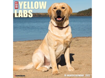 2022 Willow Creek Just Yellow Labs 12 x 12 Monthly Wall Calendar (20241)