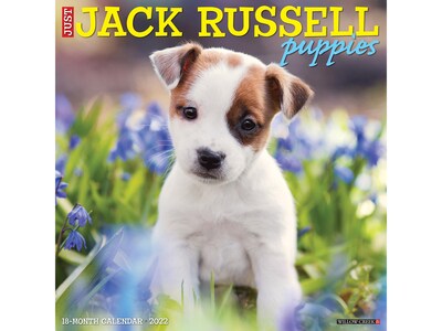 2022 Willow Creek Just Jack Russell Puppies 12 x 12 Monthly Wall Calendar (18521)