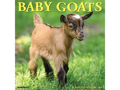 2022 Willow Creek Baby Goats 12 x 12 Monthly Wall Calendar (16763)