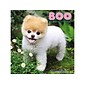 2022 Willow Creek Boo The Worlds Cutest Dog 12 x 12 Monthly Wall Calendar (12323)
