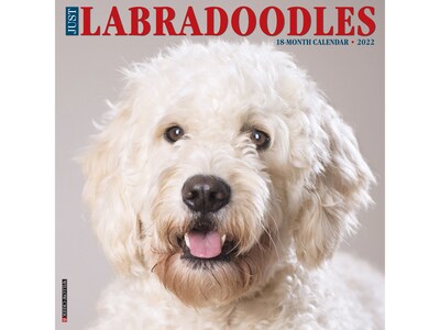 2022 Willow Creek Just Labradoodles 12 x 12 Monthly Wall Calendar (18620)